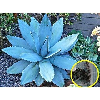 種子20粒 アガベ・チタノータ 'Blue' (Agave titanota 'Blue')｜succulent