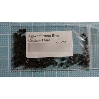 種子20粒 アガベ・チタノータ 'Blue' (Agave titanota 'Blue')｜succulent｜02