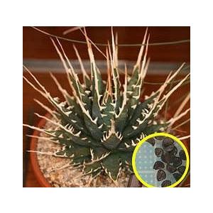 種子10粒 アガベ・ユタエンシス・エボリスピナ(Agave utahensis 種子10粒 アガベ・ユタエンシス・エボリスピナ(Agave utahensis