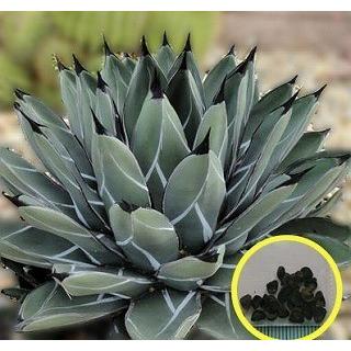 Agave nickelsiae (= Agave ferdinandi-regis) アガベ ニッケル