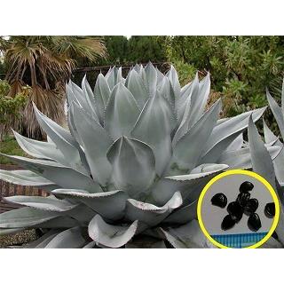 アガベ オバティフォリア Agave Ovatifolia の種子 Suc Agv Ovatifolia 多肉植物ワールド 通販 Yahoo ショッピング