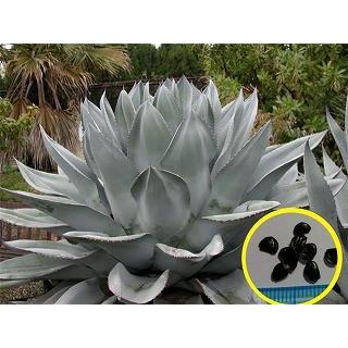 種子15粒　アガベ・オバティフォリア(Agave ovatifolia)｜succulent