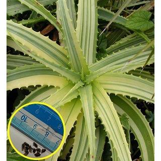 キダチアロエ錦(Aloe　arborescens　Variegata)の種子