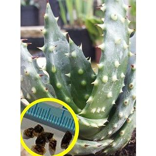 種子15粒 アロエ・マルロシー(鬼切丸）(Aloe Marlothii) : 多肉