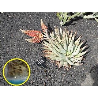 アロエ クラビフローラ ●送料無料● 雪女 最大80％オフ の種子 Aloe claviflora