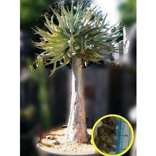 最大58 Offクーポン 種子50粒 アロエ ディコトマ Aloe Dichotoma