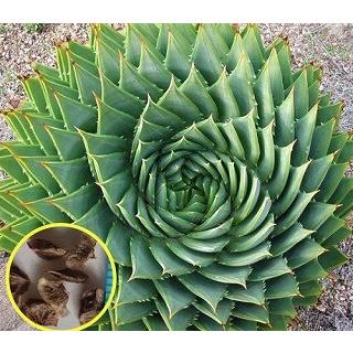 渦巻きアロエ ポリフィラ Aloe Polyphylla の種子 Suc Ale Polyphylla 多肉植物ワールド 通販 Yahoo ショッピング