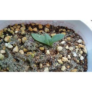 渦巻きアロエ ポリフィラ Aloe Polyphylla の種子 Suc Ale Polyphylla 多肉植物ワールド 通販 Yahoo ショッピング