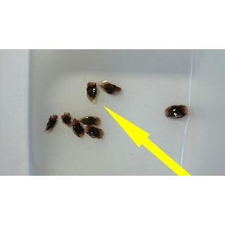 渦巻きアロエ ポリフィラ Aloe Polyphylla の種子 Suc Ale Polyphylla 多肉植物ワールド 通販 Yahoo ショッピング