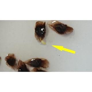 渦巻きアロエ ポリフィラ Aloe Polyphylla の種子 Suc Ale Polyphylla 多肉植物ワールド 通販 Yahoo ショッピング
