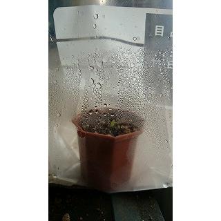 渦巻きアロエ ポリフィラ Aloe Polyphylla の種子 Suc Ale Polyphylla 多肉植物ワールド 通販 Yahoo ショッピング