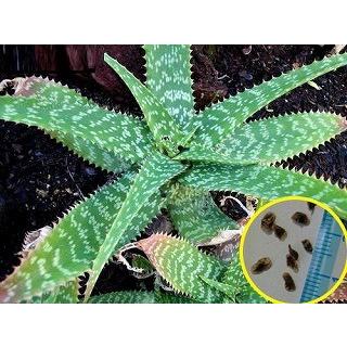アロエ・ゼブリナ(Aloe Zebrina)の種子｜succulent