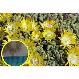 アロイノプシス　天女舟(Aloinopsis acuta)の種子｜succulent