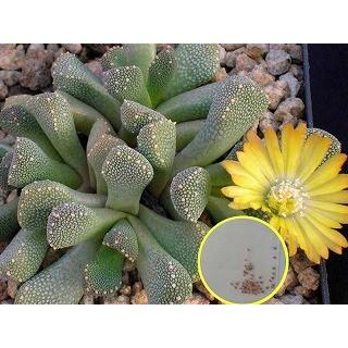 アロイノプシス 天女裳(Aloinopsis　Luckhoffii)の種子｜succulent