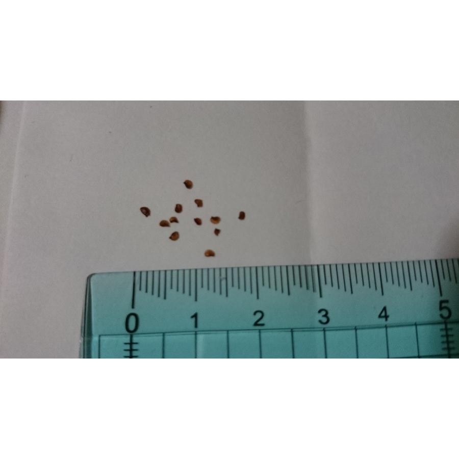 おまとめ確認用！　インドネシア多肉　ブラックプリンスストライプ錦　葉挿しっ子 おまとめ確認用！ インドネシア多肉 ブラックプリンスストライプ