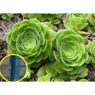 種子20粒　アエオニウム・カルデレンセ(Aeonium calderense)｜succulent