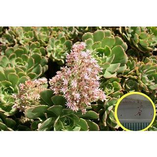 アエオニウム モランディ親株 楽天市場】【黒法師】☆ アエオニウム サンシモン ロゼット状の葉 多肉