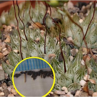 種子5粒 ブルビネ ロリータ(Bulbine lolita) : 多肉植物ワールド