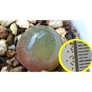 コノフィツム ブルゲリ Conophytum Burgeri 種子粒 Suc Cph Burgeri 多肉植物ワールド 通販 Yahoo ショッピング