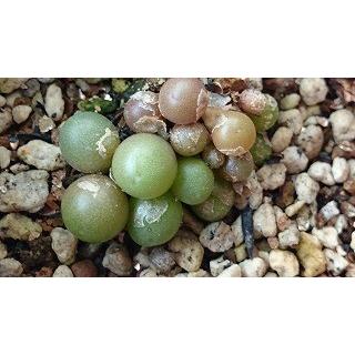 種子20粒 コノフィツム カリキュラス（Conophytum Calculus）の