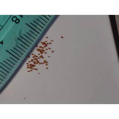 種子20粒 コノフィツム カリキュラス（Conophytum Calculus）の種子