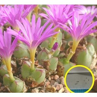 コノフィツム・ビカリナツム(Conophytum Bicarinatum コノフィツム・ビカリナツム(Conophytum Bicarinatum