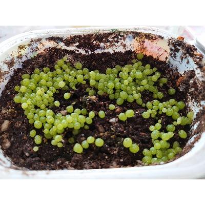 種子20粒　コノフィツム・ブルゲリ  国内産フレッシュ種子(Conophytum Burgeri)｜succulent｜07