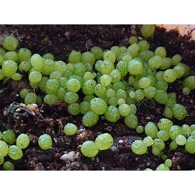 種子20粒　コノフィツム・ブルゲリ  国内産フレッシュ種子(Conophytum Burgeri)｜succulent｜08