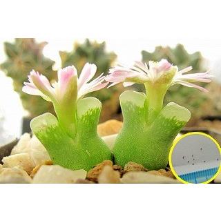 New Views of the Genus Conophytum コノフィツム d127a0494f3a33514aa78ecf318b63