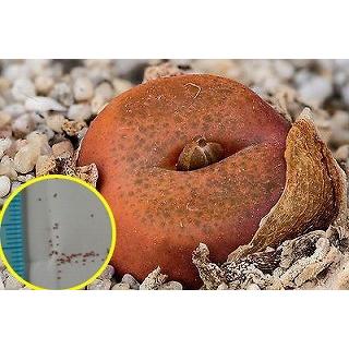 コノフィツム・マウガニー・アルメリアクム(Conophytum maughanii armeniacum)の種子｜succulent