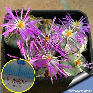 種子20粒 コノフィツム ペアルソニーの種子(Conophytum minutum var