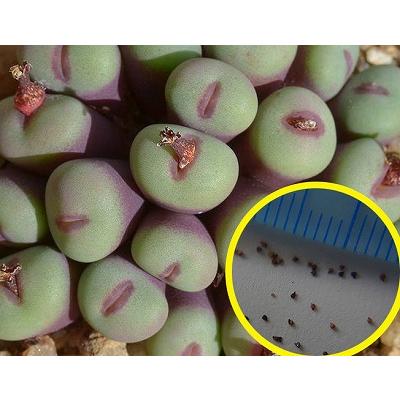 コノフィツム　pageae ポットごと（群生株) コノフィツム pageae ポットごと（群生株)