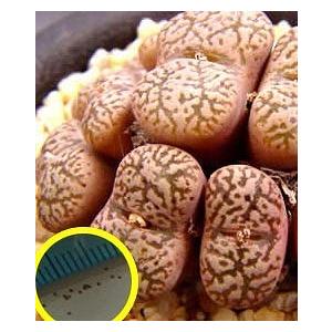 コノフィツム　ペルシダム系　種子65種類セット　各10粒ずつ コノフィツム・ペルシーダム・ネオハリー(Conophytum pellucidum