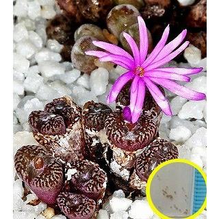 コノフィツム・ルブロリネアツム(Conophytum Rubrolineatum) : 多肉
