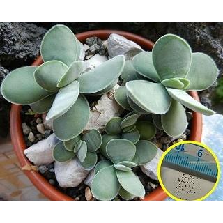 クラッスラ コチレドニス 円刀 Crassula Cotyledonis の種子 Suc Crs Crassula Cotyledonis 多肉植物ワールド 通販 Yahoo ショッピング