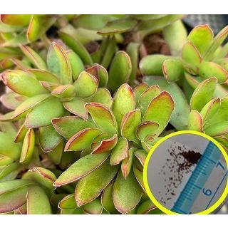 クラッスラ 天狗の舞 Crassula Dejecta の種子 Suc Crs Crassula Dejecta 多肉植物ワールド 通販 Yahoo ショッピング