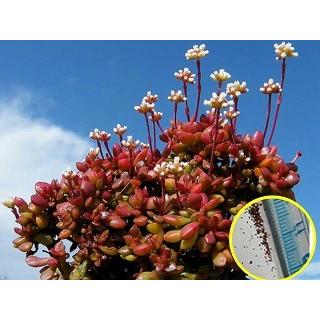 種子10粒 クラッスラ・ラディカンス(Crassula pubescens subsp