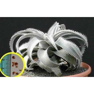種子10粒 ディッキア・マルニエル・ラポストレイ(DYCKIA MARNIER