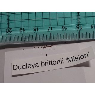 ダドレア・ブリトニー('Mision' 産) (Dudleya brittonii 'Mision')の種子｜succulent｜02