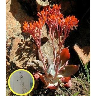 ダドレア キモサ Dudleya Cymosa の種子 Suc Ddl Dudleya Cymosa 多肉植物ワールド 通販 Yahoo ショッピング
