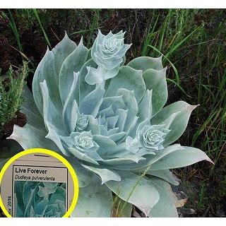 ダドレア 雪山 Dudleya Pulverulenta の種子２５粒パッケージ Suc Ddl Dudleya Pulverulenta Pack25 多肉植物ワールド 通販 Yahoo ショッピング