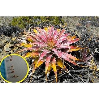 デウテロコニア・クリサンタ(Deuterocohnia chrysantha)の種子