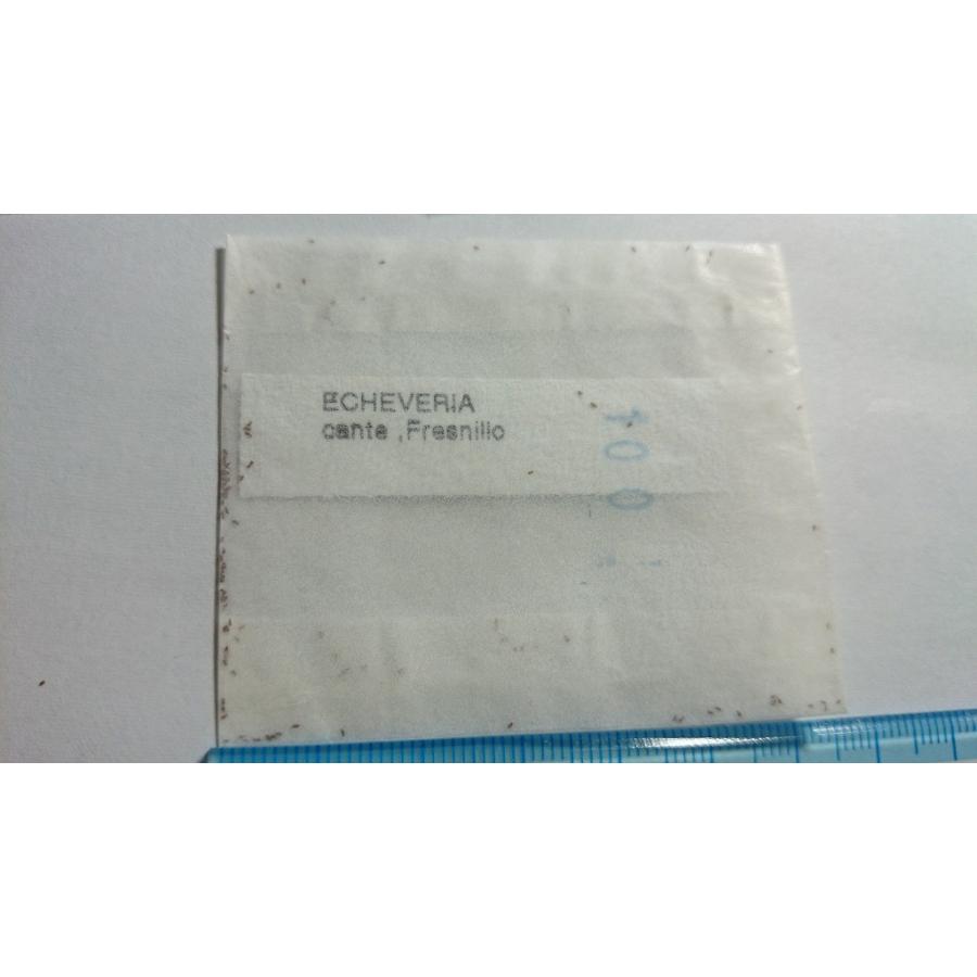 種子20粒 エケベリア・カンテ (Echeveria Cante) : 多肉植物