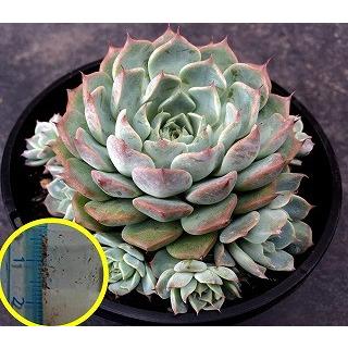 エケベリア ハルビンゲリ(Echeveria 'Halbingeri')の種子 : 多肉植物