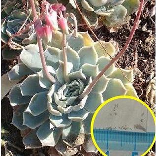 種子20粒 エケベリア・ヒアリナ サントドミンゴ(Echeveria 種子20粒 エケベリア・ヒアリナ サントドミンゴ(Echeveria