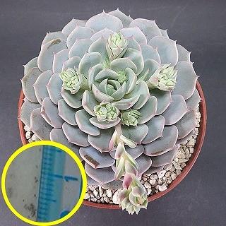 種子20粒 エケベリア・セクンダ（七福神）(Echeveria secunda
