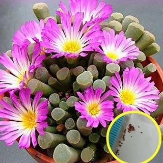 フリチア・プルケラ 光玉(Frithia pulchra)の種子｜succulent