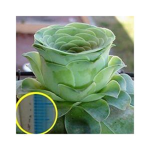 グリーノビア・ドドランタリス(GREENOVIA dodrentalis)の種子｜succulent