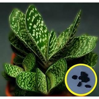 種子7粒 ガステリア 墨鉾（Gasteria bicolor var. bicolor） : 多肉