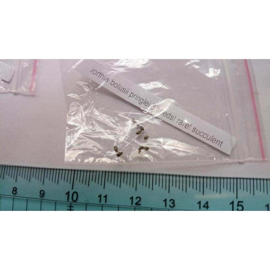 本格派ま タキイ種苗 健康野菜 おかのり Gf Globescoffers Com